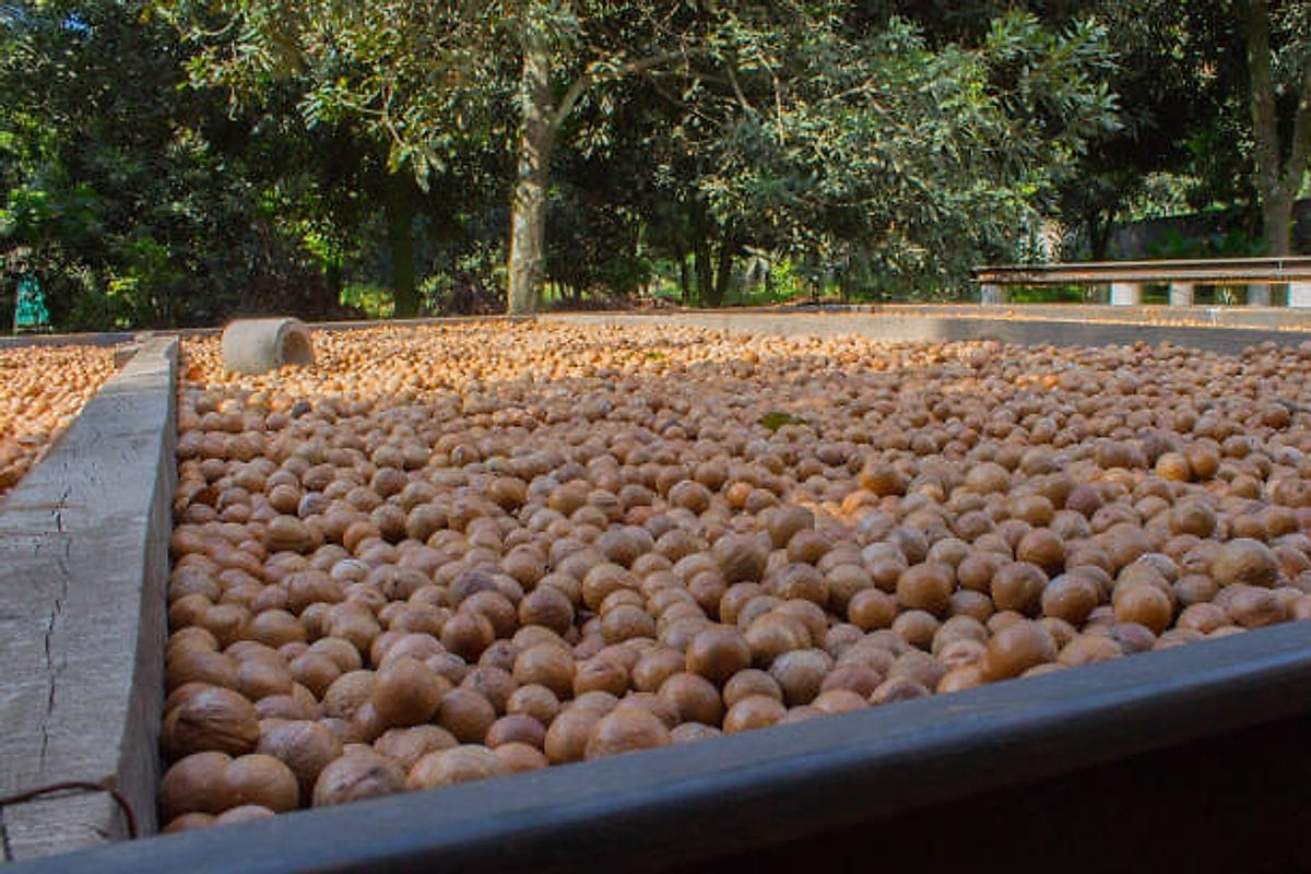 Macadamia nut-in-shell drying in large open bins beside the orchard