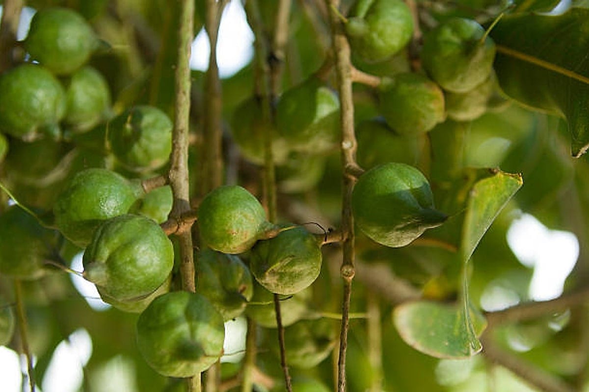 Green macadamia nuts in their husks hanging on the tree