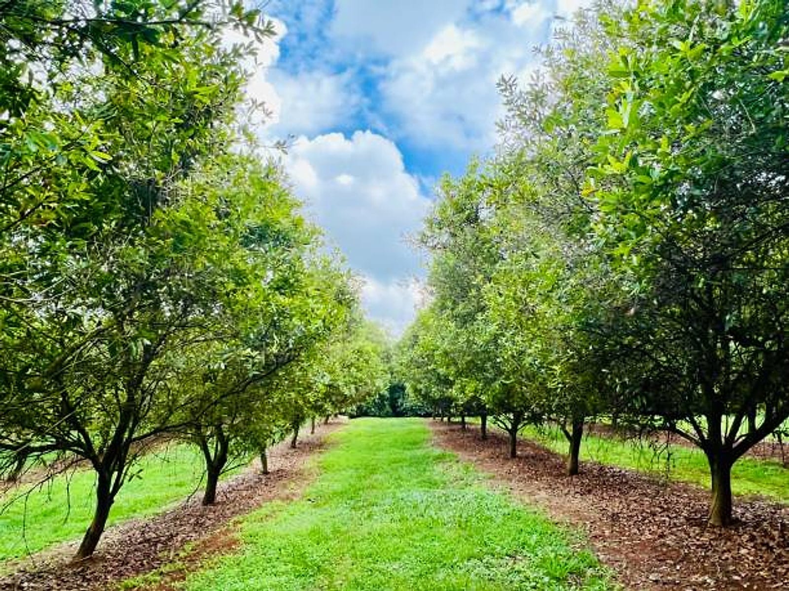 Rows of macadamia trees in an orchard under a blue sky with white clouds