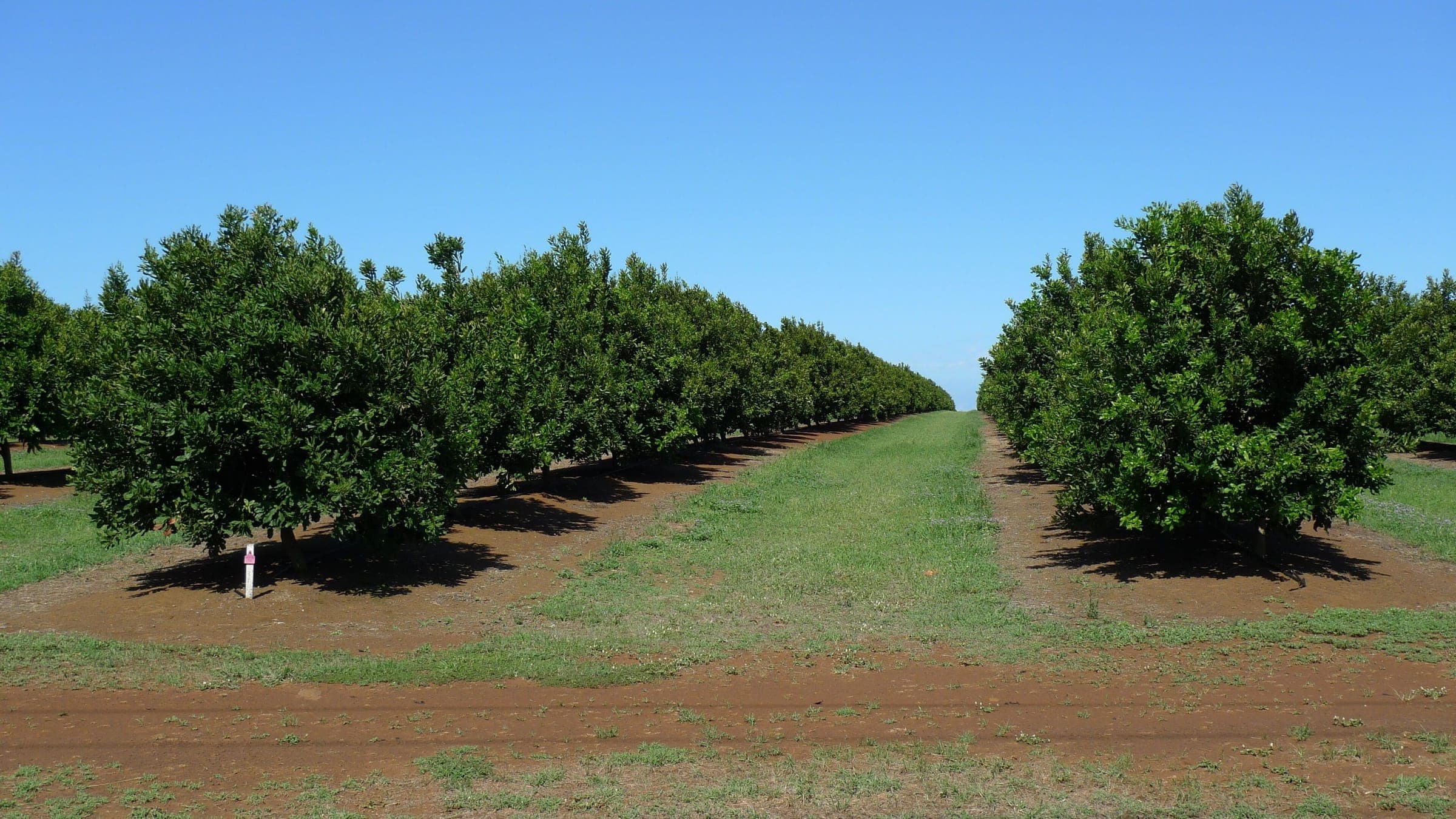 Rows of mature macadamia trees on a commercial plantation
